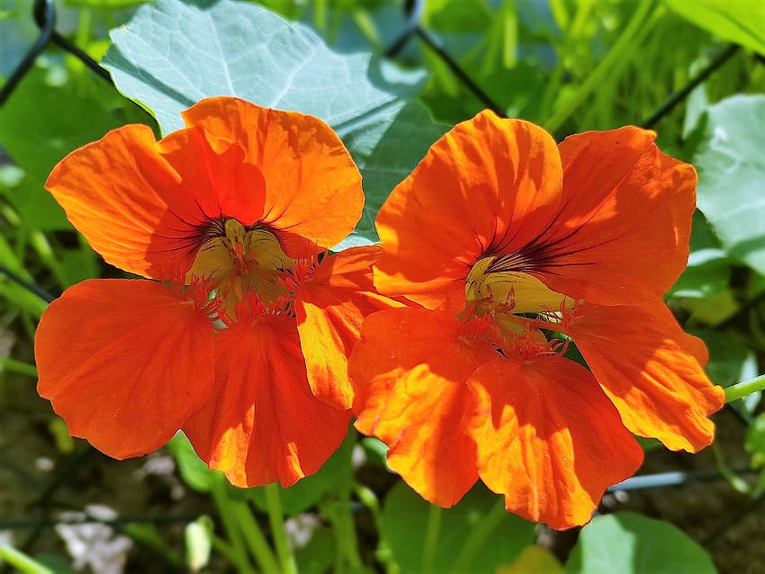 Nasturtium Flowers